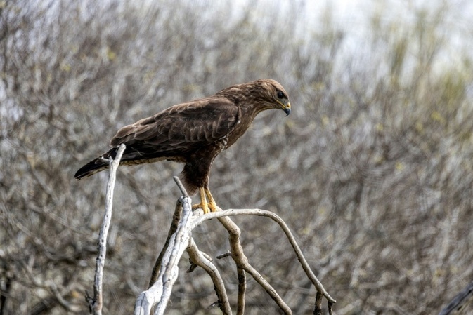 Belgischer Bussard bei Einbuch aus Wildtiergehege geholt