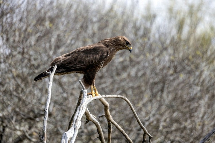 Belgischer Bussard bei Einbuch aus Wildtiergehege geholt