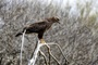Belgischer Bussard bei Einbuch aus Wildtiergehege geholt