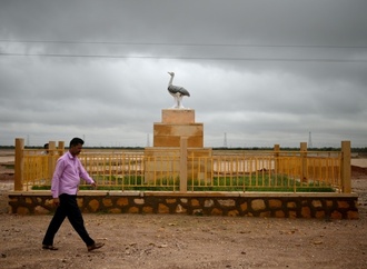 Küken der extrem seltenen Kappentrappe in Indien bekommt 50 Beschützer