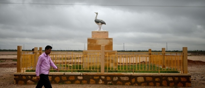 Küken der extrem seltenen Kappentrappe in Indien bekommt 50 Beschützer