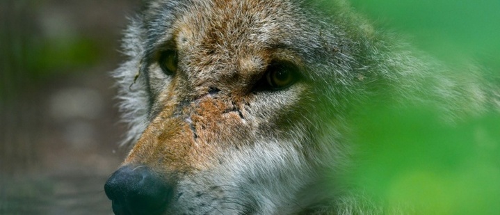 Erstmals Wolfsangriff auf Menschen seit Wiederansiedlung in Deutschland