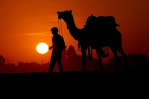 Mit Kamelen über Waldpfade: Alkoholschmuggler in Indien geschnappt