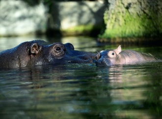 Flusspferd Kathi im Zoo Berlin mit 50 Jahren gestorben