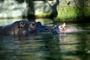 Flusspferd Kathi im Zoo Berlin mit 50 Jahren gestorben