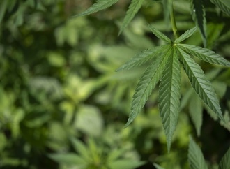 Cannabis-Teillegalisierung: Unions-Ministerien sehen dringenden Reformbedarf