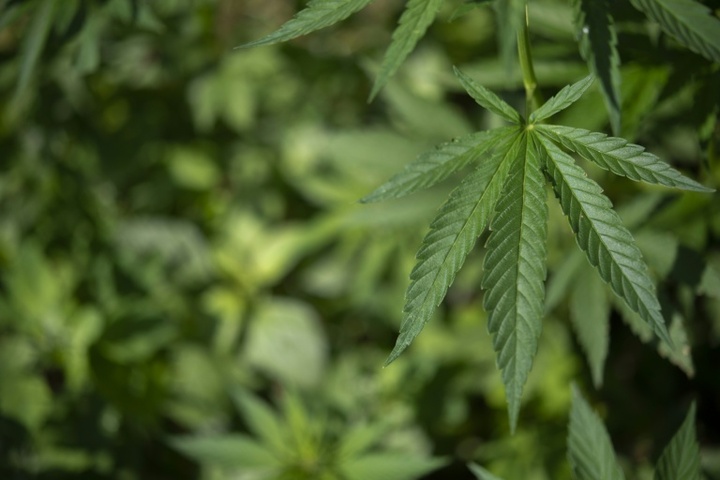 Cannabis-Teillegalisierung: Unions-Ministerien sehen dringenden Reformbedarf