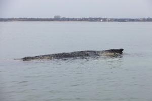 Keine Hoffnung mehr für Buckelwal: Tier vor Ostseeküste liegt im Sterben