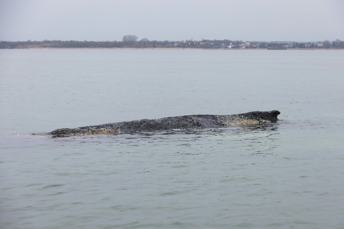 Keine Hoffnung mehr für Buckelwal: Tier vor Ostseeküste liegt im Sterben