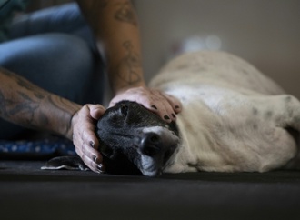 Brasilien erlaubt gemeinsames Sorgerecht für Haustiere