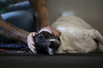 Brasilien erlaubt gemeinsames Sorgerecht für Haustiere