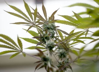 Cannabis-Evaluierung: SPD wirft Dobrindt unsachliche Kritik an Studie vor