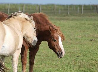 Jay Leno: Verbrennerautos werden Schicksal von Pferden teilen