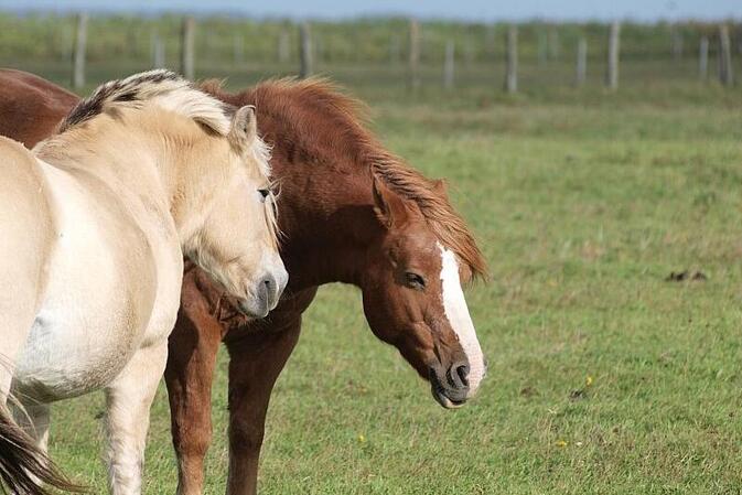 Jay Leno: Verbrennerautos werden Schicksal von Pferden teilen