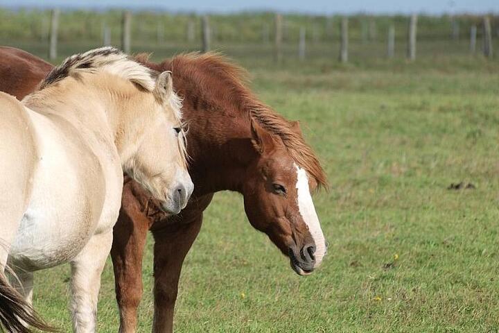 Jay Leno: Verbrennerautos werden Schicksal von Pferden teilen