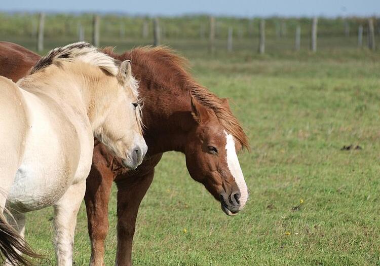 Jay Leno: Verbrennerautos werden Schicksal von Pferden teilen