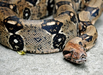 Spaziergänger findet in Hessen tote Würgeschlange im Wasser