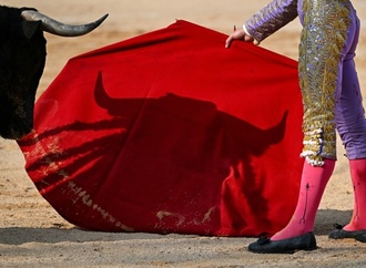 Vorbereitungen für Stierkampf zu Ehren von Picasso: Helfer von Stier aufgespießt