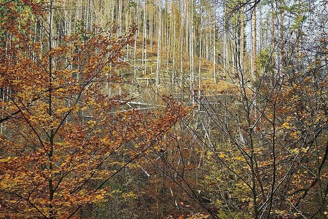 Wolf nach Vorfall in Hamburg ausgewildert