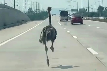 Ausgebüxter Vogel Strauß macht Autobahn in Thailand unsicher