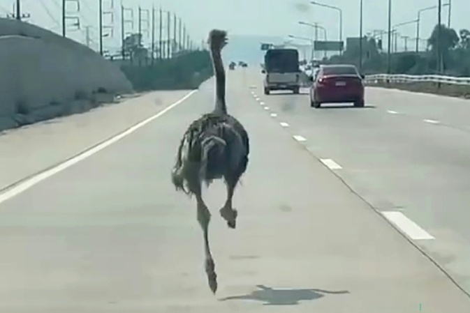 Ausgebüxter Vogel Strauß macht Autobahn in Thailand unsicher