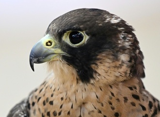 Baden-Württemberg: Falke fliegt durch Fenster in fahrenden Transporter und stirbt