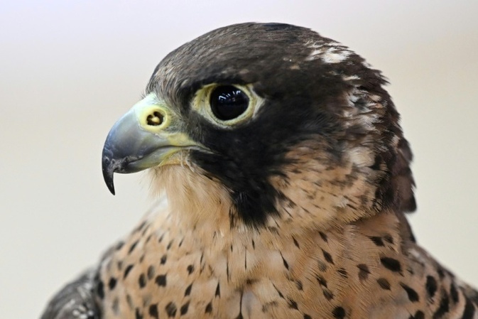 Baden-Württemberg: Falke fliegt durch Fenster in fahrenden Transporter und stirbt