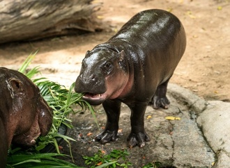Nach Eindringen in Flusspferdgehege: Geldstrafe für Zoobesucher in Thailand