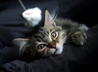 In zugeklebten Pappkartons: Mehr als 20 Katzen an Bremer Friedhof ausgesetzt