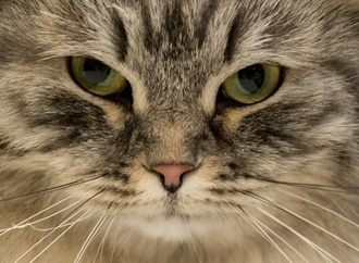 Fauchende Katze versperrt Treppenhaus: Nächtlicher Polizeieinsatz in Bremen