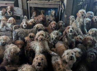 Britische Tierschützer retten 250 Hunde aus einem einzigen Haushalt