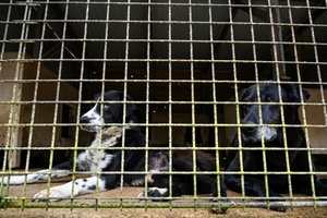 Tierschutzmängel auf Gnadenhof: Gericht bestätigt Abbau von Tierbestand