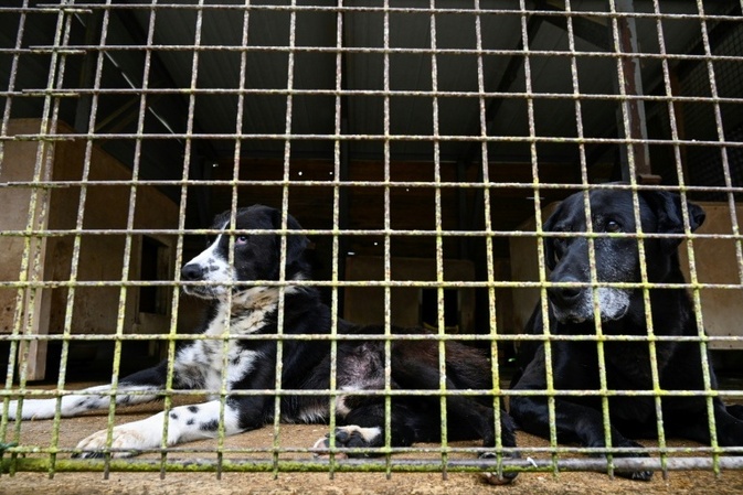 Tierschutzmängel auf Gnadenhof: Gericht bestätigt Abbau von Tierbestand