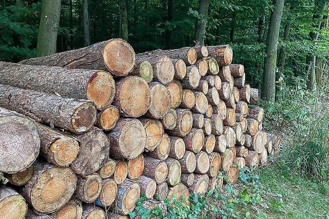 Holzeinschlag deutlich gesunken - Schadholzaufkommen halbiert