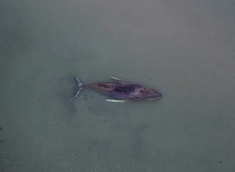 Drama um hilflosen Wal in Ostsee: Privatinitiative darf Rettungsversuch starten