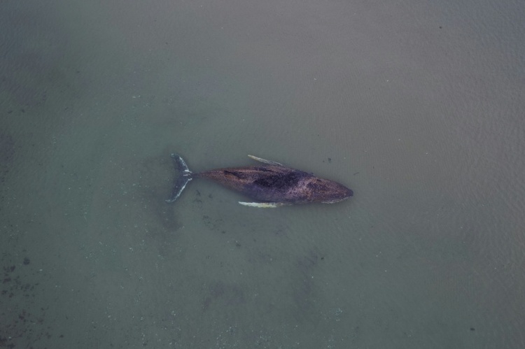 Drama um hilflosen Wal in Ostsee: Privatinitiative darf Rettungsversuch starten