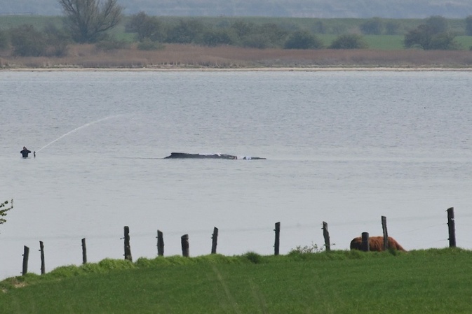 Neuer Rettungsversuch für hilflosen Wal vor Ostseeküste erwartet