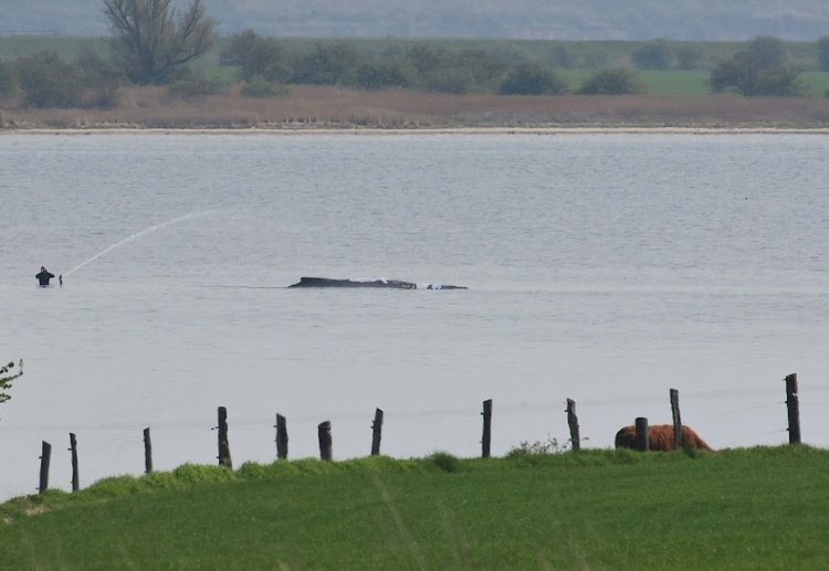 Neuer Rettungsversuch für hilflosen Wal vor Ostseeküste erwartet