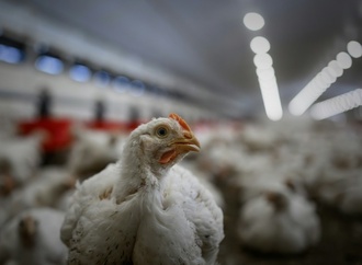 Brand in Hühnerstall mit 6000 toten Tieren in Schleswig-Holstein