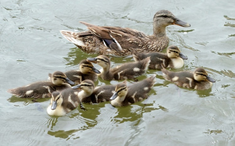 Polizisten retten in Baden-Württemberg vier Entenküken von Autobahn