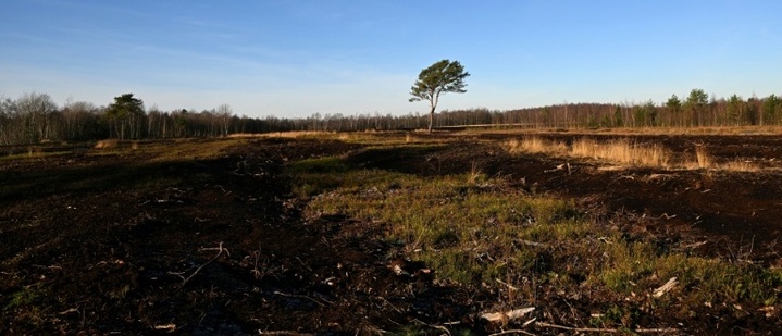 Ziel sind 90.000 Hektar: Förderprogramm für Wiedervernässung von Mooren angekündigt