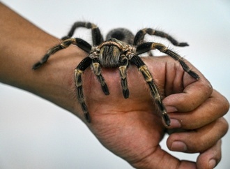 31-Jährige vergisst Karton mit 20 Vogelspinnen in Zug in Baden-Württemberg