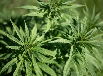 Blattabdruck aus der Urzeit: Womöglich älteste Cannabispflanze der Welt