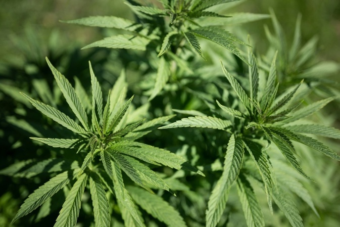 Blattabdruck aus der Urzeit: Womöglich älteste Cannabispflanze der Welt