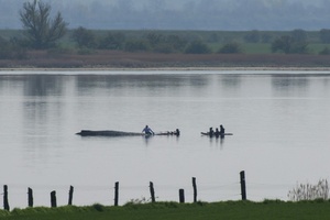 Wal in Not: Rettungsversuch vor Ostseeinsel wird Samstag fortgesetzt