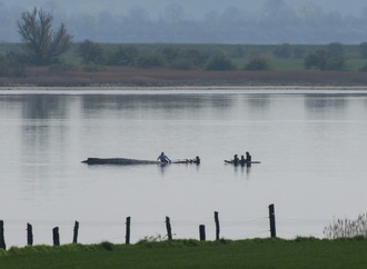 Wal in Not: Rettungsversuch vor Ostseeinsel wird Samstag fortgesetzt