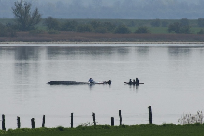 Wal in Not: Rettungsversuch vor Ostseeinsel wird Samstag fortgesetzt