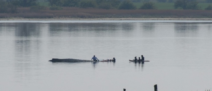 Wal in Not: Rettungsversuch vor Ostseeinsel wird Samstag fortgesetzt