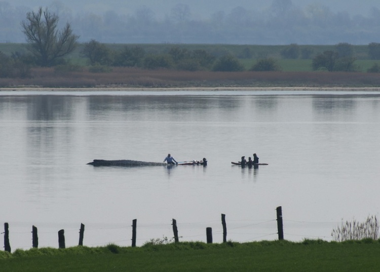 Wal in Not: Rettungsversuch vor Ostseeinsel wird Samstag fortgesetzt