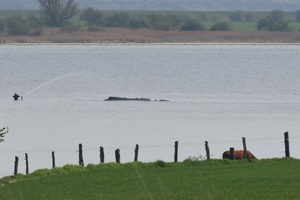 Wal-Rettung: Tier ''freigespült'' - aber kein Transport am Samstag